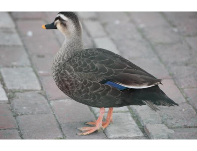 常用動(dòng)物性蛋白質(zhì)肉骨粉有哪些？各有何特點(diǎn)？